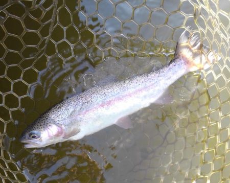 大安トラウトレイク釣果